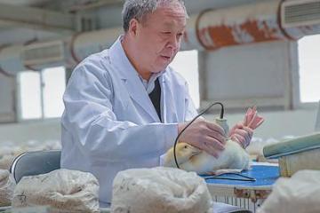 经过持续攻关，中国农业科学院科研团队自主培育出30余个优良肉鸭专门化品系 水禽育种与营养科技创新成果丰硕